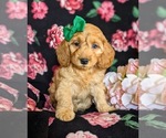 Small Photo #2 Cocker Spaniel-Poodle (Miniature) Mix Puppy For Sale in COCHRANVILLE, PA, USA