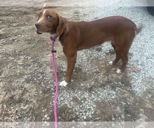 Medium Photo #4 Labrador Retriever-Unknown Mix Puppy For Sale in Westwood, NJ, USA