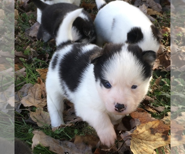 Medium Photo #16 Pomsky Puppy For Sale in BAXTER, TN, USA