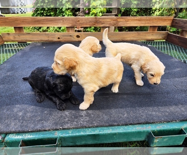 Medium Photo #4 Goldendoodle Puppy For Sale in LEON, KS, USA