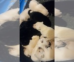 Small Photo #4 Labrador Retriever Puppy For Sale in ATHOL, MA, USA