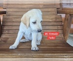 Small Photo #127 Labrador Retriever Puppy For Sale in EDGEWOOD, TX, USA