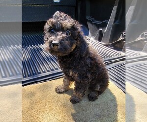 Poodle (Toy) Puppy for sale in BRYANT, AL, USA