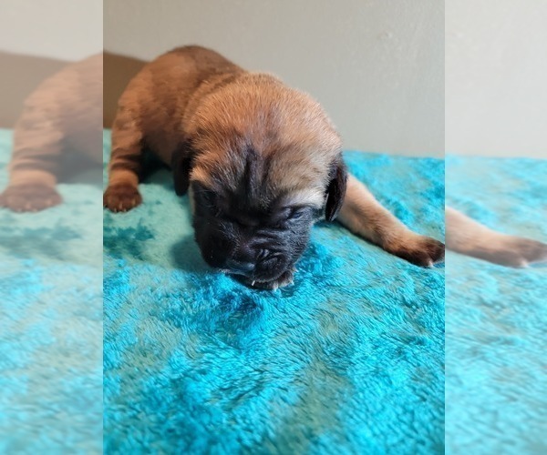 Medium Photo #4 Cane Corso Puppy For Sale in BUNCH, OK, USA