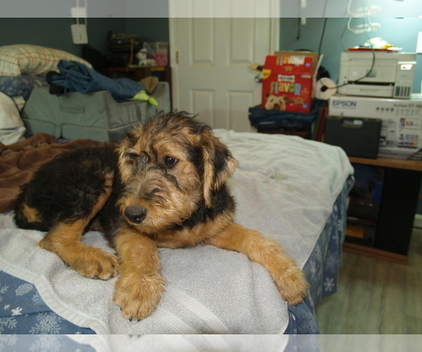 Medium Photo #7 Airedale Terrier Puppy For Sale in CHARLESTOWN, IN, USA