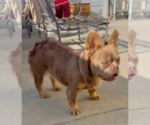 Small Photo #4 French Bulldog Puppy For Sale in MORENO VALLEY, CA, USA