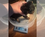 Small #10 Yorkshire Terrier