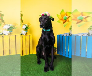Magic Man - Male Labrador Retriever-Unknown Mix Dog for Adoption - Photo #2
