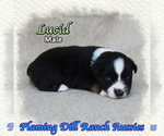 Image preview for Ad Listing. Nickname: Lucid
