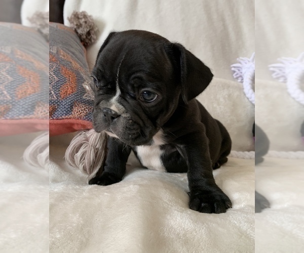 Medium Photo #3 French Bulldog Puppy For Sale in JOHNS ISLAND, SC, USA