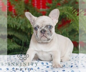 French Bulldog Puppy for sale in RONKS, PA, USA