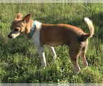 Small #3 Chihuahua Mix