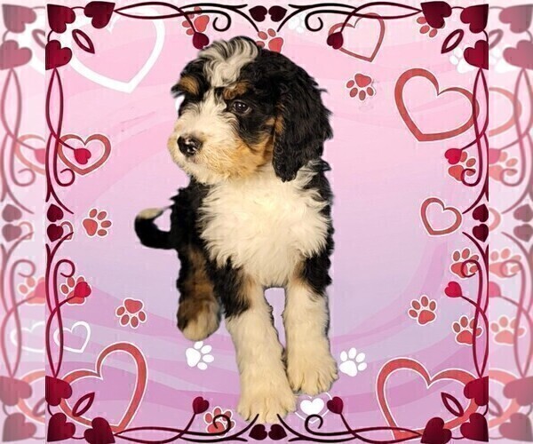 Medium Photo #7 Bernedoodle Puppy For Sale in BLACK FOREST, CO, USA