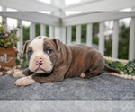 Puppy Cane Olde English Bulldogge