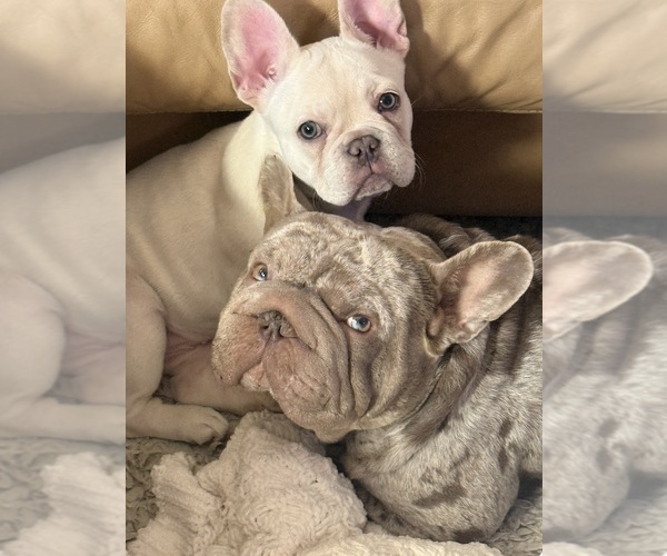 Medium Photo #9 French Bulldog Puppy For Sale in SUSSEX, WI, USA