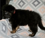 Small Photo #2 German Shepherd Dog Puppy For Sale in OKC, OK, USA