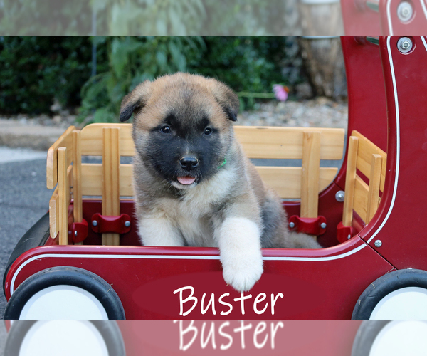 Medium Photo #5 Akita Puppy For Sale in MOUNT SIDNEY, VA, USA