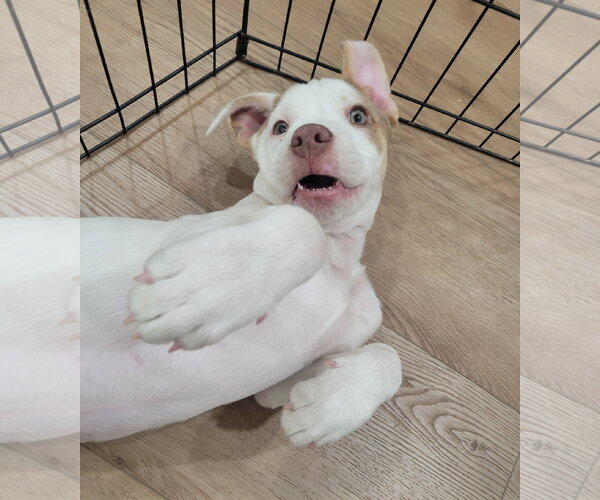 Medium Photo #2 Mutt Puppy For Sale in Sandy, UT, USA