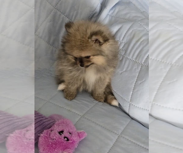 Medium Photo #3 Pomeranian Puppy For Sale in MENIFEE, CA, USA