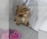 Small #2 Pomeranian