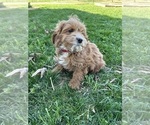 Small Photo #9 Cockapoo Puppy For Sale in BOWLING GREEN, KY, USA
