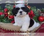 Small Photo #1 Shih Tzu Puppy For Sale in BRIDGEWATER, VA, USA
