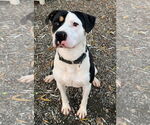 Small #3 Labrador Retriever Mix