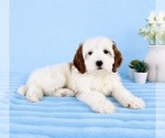 Small #4 Goldendoodle (Miniature)