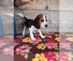 Small #1 Beagle