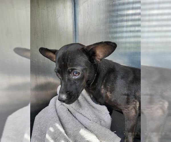 Medium Photo #1 Chihuahua-Unknown Mix Puppy For Sale in San Antonio, TX, USA