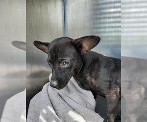 Chihuahua-Unknown Mix Dogs for adoption in San Antonio, TX, USA
