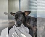 Small Chihuahua Mix