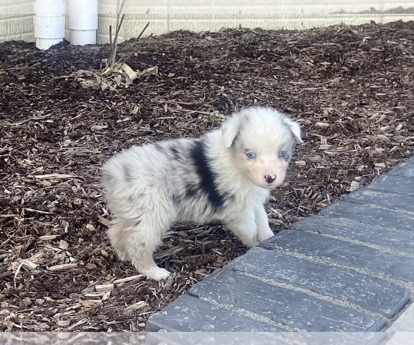 Medium Photo #2 Australian Shepherd Puppy For Sale in LODA, IL, USA