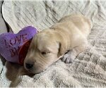 Small Photo #72 Labrador Retriever Puppy For Sale in HIGH POINT, NC, USA