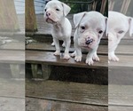 Small #1 American Bulldog