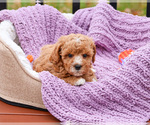 Small #10 Cavapoo (Miniature)