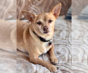 Chihuahua-Unknown Mix Dogs for adoption in Santa Clara, CA, USA
