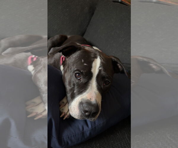 Medium Photo #2 American Bulldog-Unknown Mix Puppy For Sale in Princeton, MN, USA