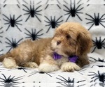 Small Photo #11 Lhasa Apso Puppy For Sale in LAKELAND, FL, USA