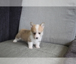 Small Photo #5 Pembroke Welsh Corgi Puppy For Sale in CHICAGO, IL, USA