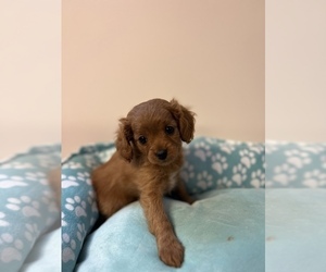 Cavapoo Puppy for sale in KALAMAZOO, MI, USA