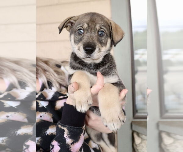 Medium Photo #14 Siberian Husky-Unknown Mix Puppy For Sale in Dana Point, CA, USA