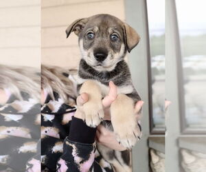Ava - Female Siberian Husky-Unknown Mix Dog for Adoption - Photo #14