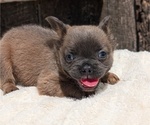 Small Photo #23 French Bulldog Puppy For Sale in GOSHEN, IN, USA