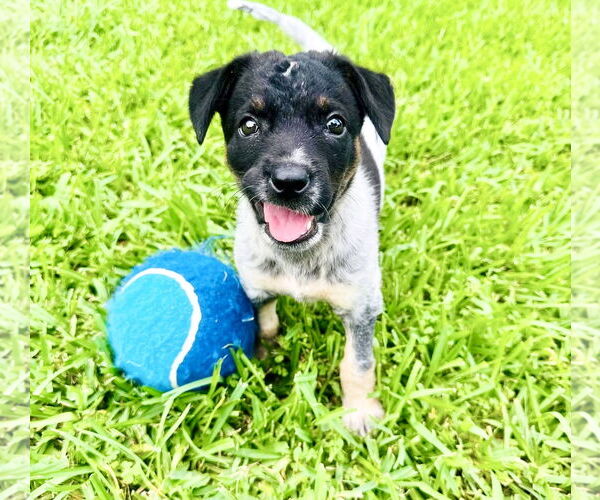 Medium Photo #4 Mutt Puppy For Sale in Houston, TX, USA