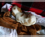Small #1 Cavalier King Charles Spaniel