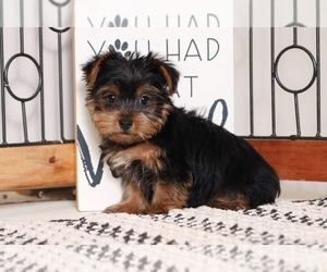 Yorkshire Terrier Puppy for sale in NAPLES, FL, USA