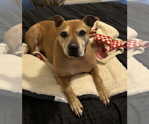 American Pit Bull Terrier Dogs for adoption in Westminster, MD, USA