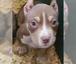 Puppy Puppy 4 American Bully