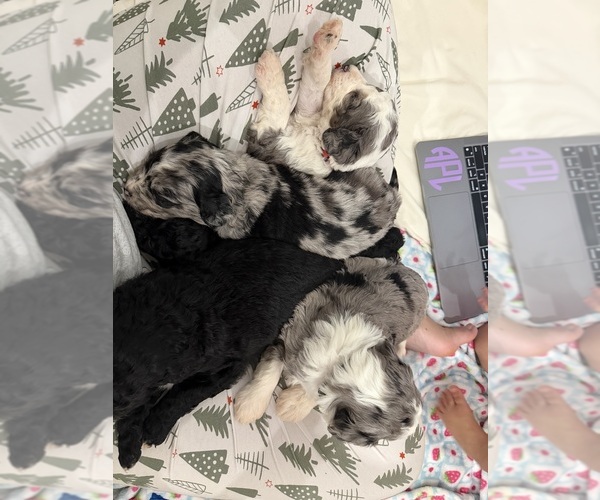 Medium Photo #1 Aussiedoodle-Bernedoodle Mix Puppy For Sale in BELTON, SC, USA